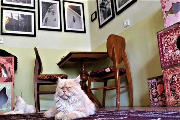 کافه موزه گربه ایرانی