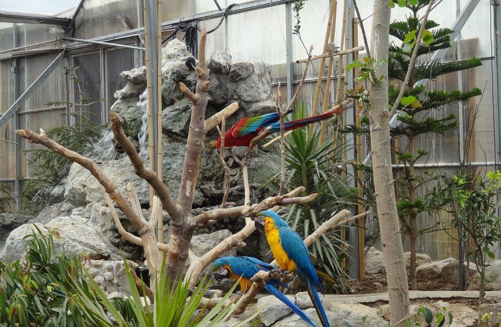 پرندگان پارک جنگلی شیان