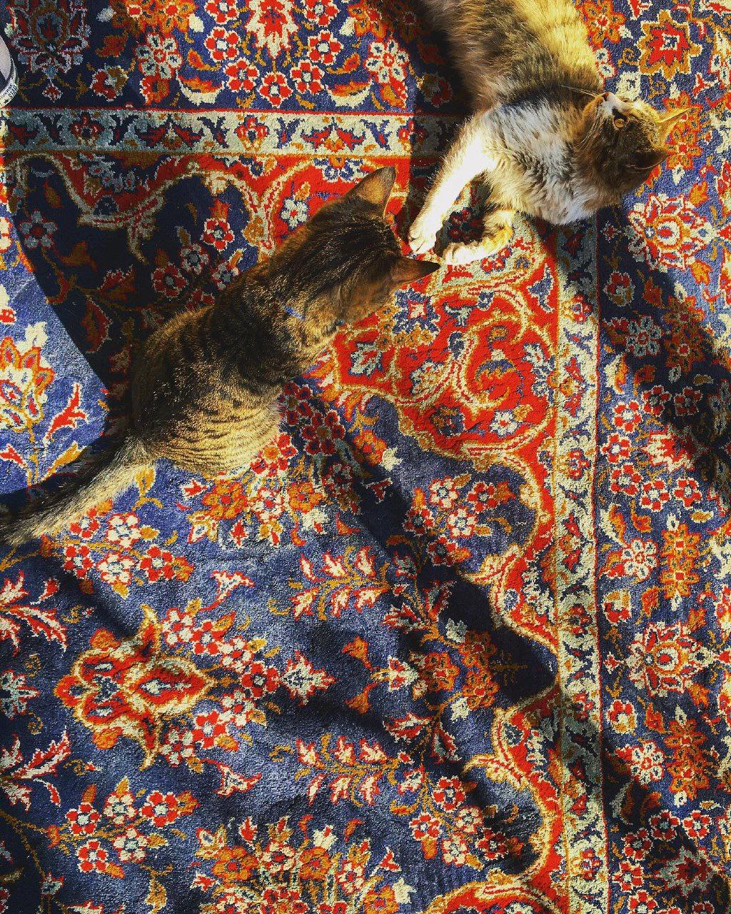 محوطه کافه موزه گربه ایرانی