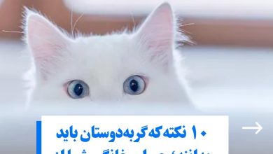 گربه ها از چه کارهایی متنفرند؟