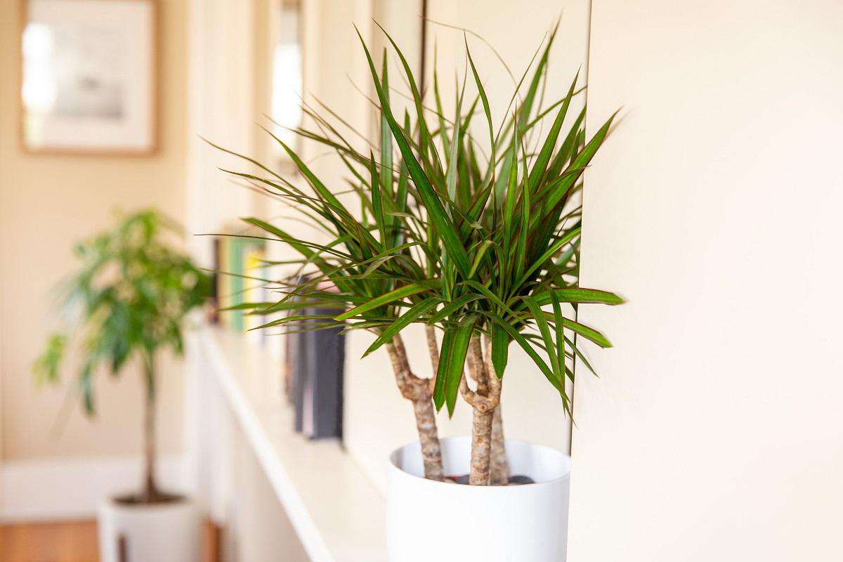 دراکنا (Dracaena)