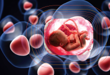 ساخت اندام های کوچک به کمک سلول های بنیادی