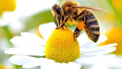 شگفتی دانشمندان از زنده ماندن زنبورهای ملکه در زیر آب