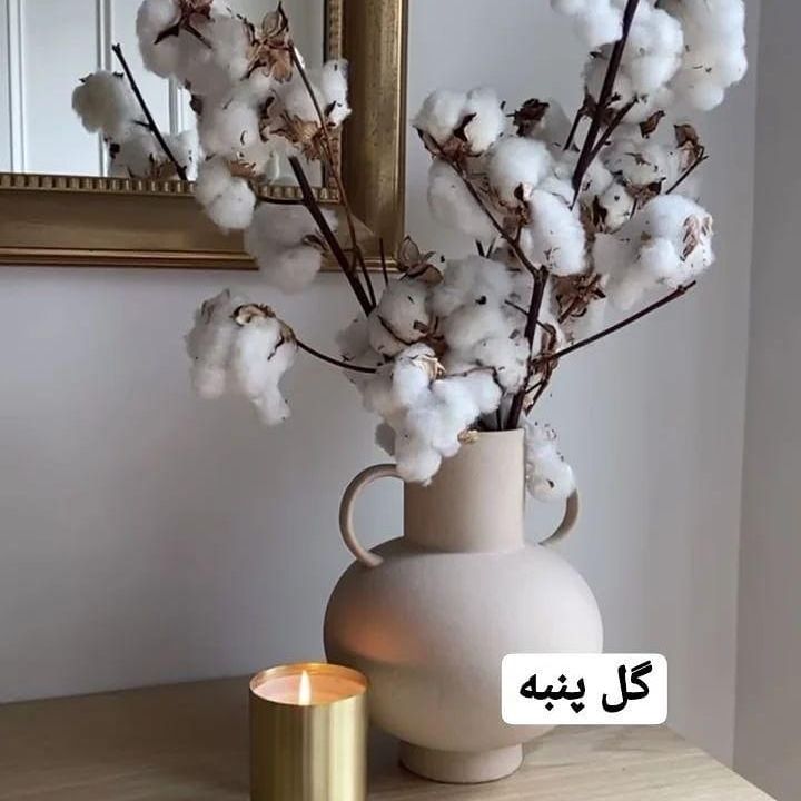 گل پنبه