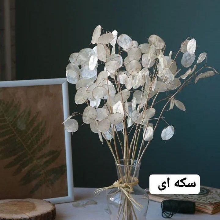 گل خشک سکه ای