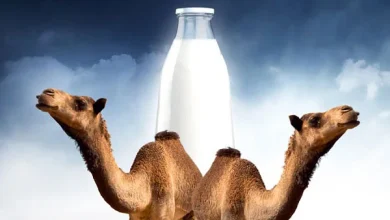شیر شتر یک جایگزین عالی برای شیرهای لبنی