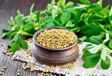 شنبلیله در کاهش اندازه کیست در تخمدان پلی کیستیک کمک می کند