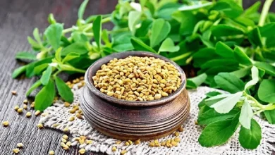 شنبلیله در کاهش اندازه کیست در تخمدان پلی کیستیک کمک می کند