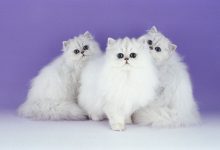 ارتباط با گربه‌ها و رابطه آن با سلامت روان