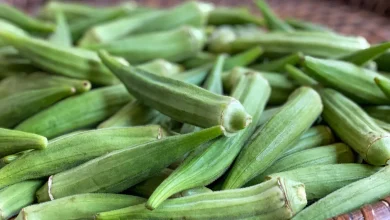 بامیه بر کاهش التهاب در نواحی کلیدی مغز و همچنین بر پاسخ بدن به انسولین تاثیر می‌گذارد