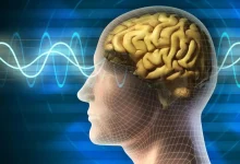 مغز انسان شاید با هفت حس بهترین عملکرد را داشته باشد