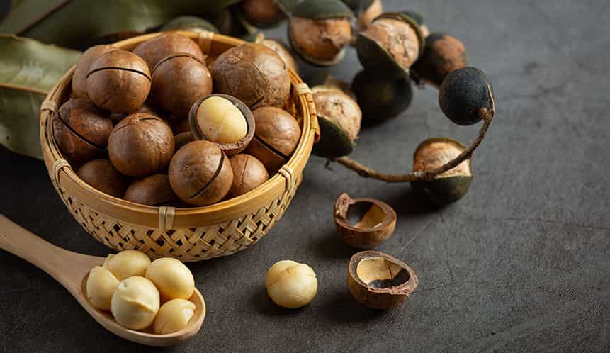 خواص ماکادمیا یا فندق استرالیایی