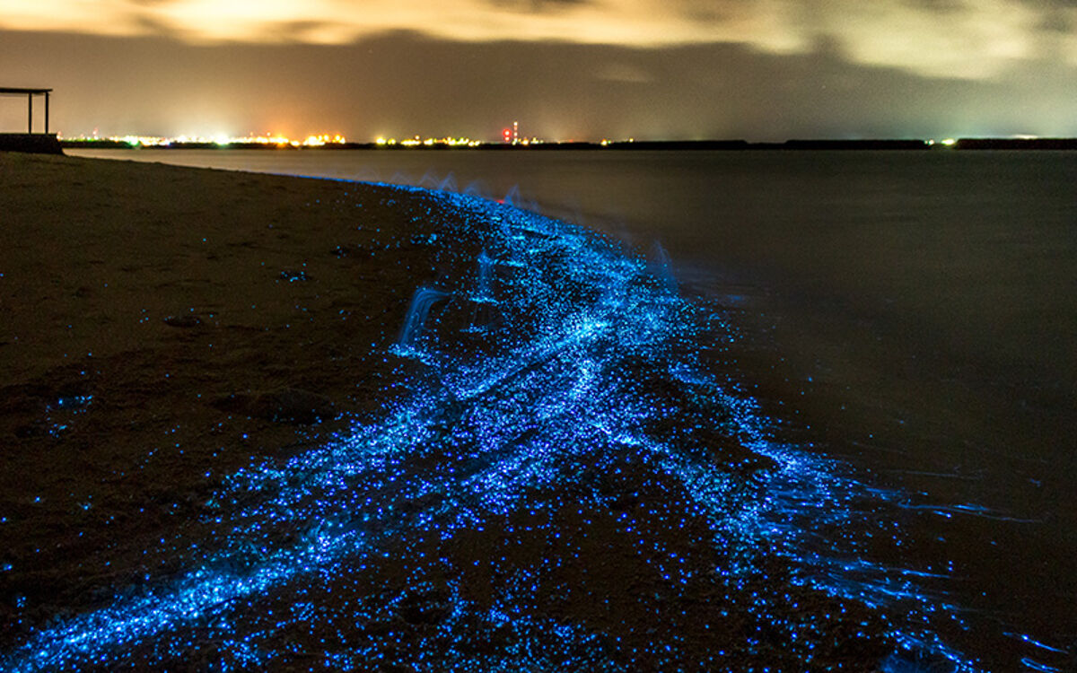 فیتوپلانکتون ها