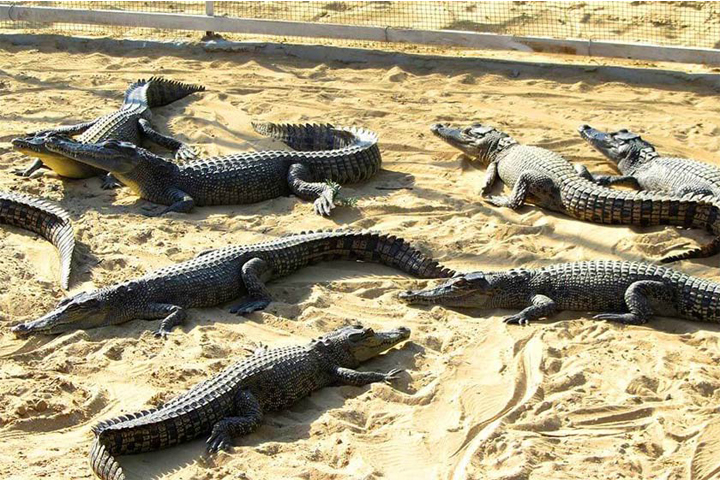 پارک کروکودیل