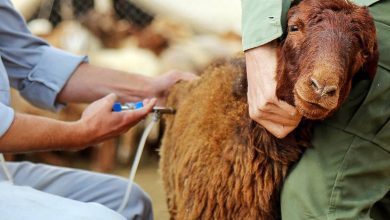 تب برفکی بیش از 2 میلیارد تومان به دامداران خسارت زد