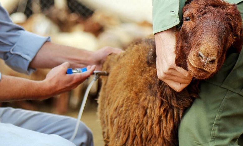 تب برفکی بیش از 2 میلیارد تومان به دامداران خسارت زد