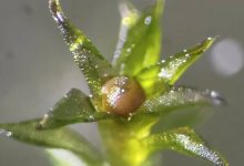 رشد مجدد خزه‌ها پس از سفر طولانی در فضا