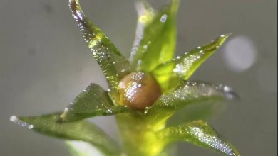 رشد مجدد خزه‌ها پس از سفر طولانی در فضا