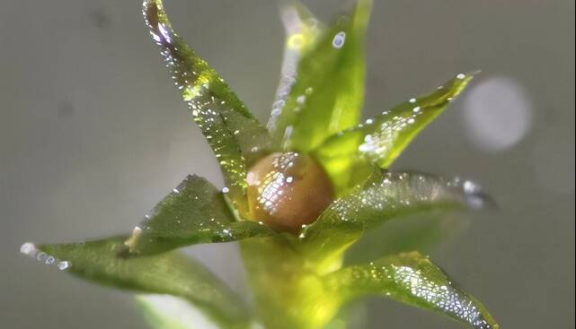 رشد مجدد خزه‌ها پس از سفر طولانی در فضا