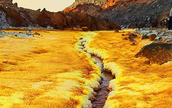 دشت زعفران قشم