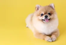 کشف سرنخ‌های جدید در مورد فرایند پیری سگ‌ها؛ امیدواری به کشف راز پیری در انسان