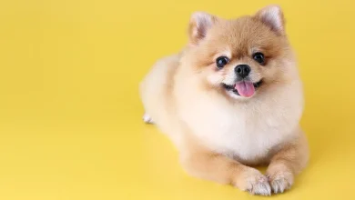 کشف سرنخ‌های جدید در مورد فرایند پیری سگ‌ها؛ امیدواری به کشف راز پیری در انسان