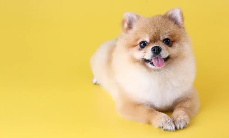 کشف سرنخ‌های جدید در مورد فرایند پیری سگ‌ها؛ امیدواری به کشف راز پیری در انسان