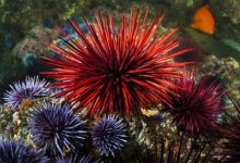 توتیای دریایی (Sea urchin)