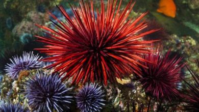 توتیای دریایی (Sea urchin)