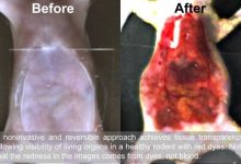 کشف ماده‌ای که می‌تواند پوست را شفاف و نامرئی کند