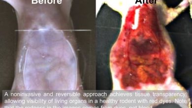 کشف ماده‌ای که می‌تواند پوست را شفاف و نامرئی کند