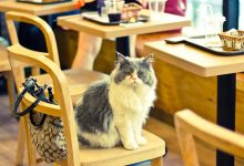 روایت دیرینه اهلی شدن گربه ها