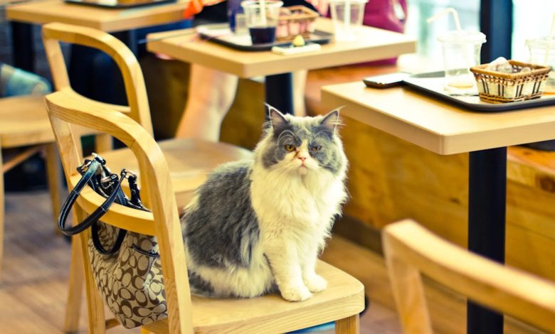 روایت دیرینه اهلی شدن گربه ها