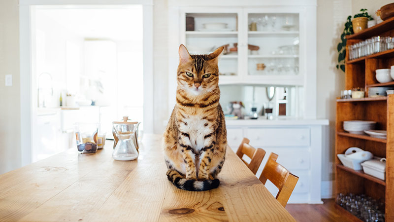 روایت دیرینه اهلی شدن گربه ها