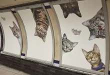 چرا حیوانات در تبلیغات این‌قدر اثرگذارند؟