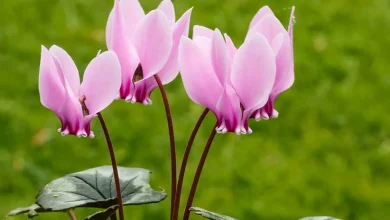 نگون سار ایرانی، شکوفه هایی که از دل برف بیرون می آیند