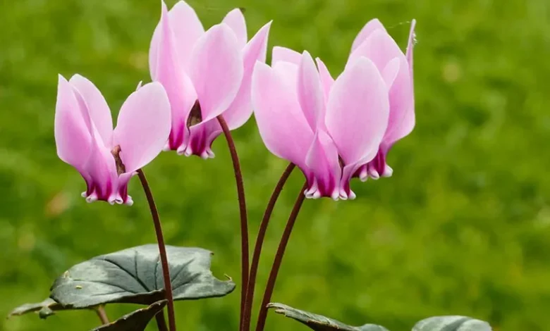 نگون سار ایرانی، شکوفه هایی که از دل برف بیرون می آیند