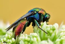 کشف اولین موجود زنده جهان که می تواند گذر عمر خود را متوقف کند