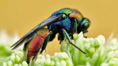 کشف اولین موجود زنده جهان که می تواند گذر عمر خود را متوقف کند