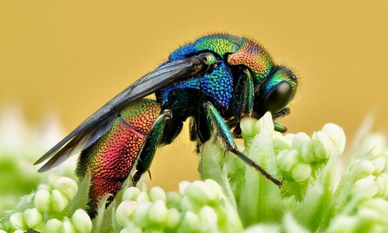 کشف اولین موجود زنده جهان که می تواند گذر عمر خود را متوقف کند