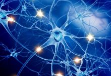 سلول های انسان مرگشان را به دیگر سلول ها اطلاع می دهند