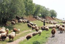 زاگرس؛ زادگاه لبنیات