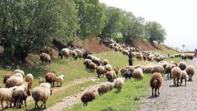 زاگرس؛ زادگاه لبنیات