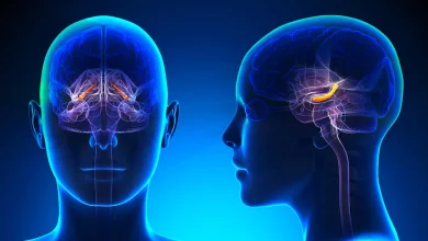 مغز انسان در برابر غم و استرس شدید تغییر شکل می دهد
