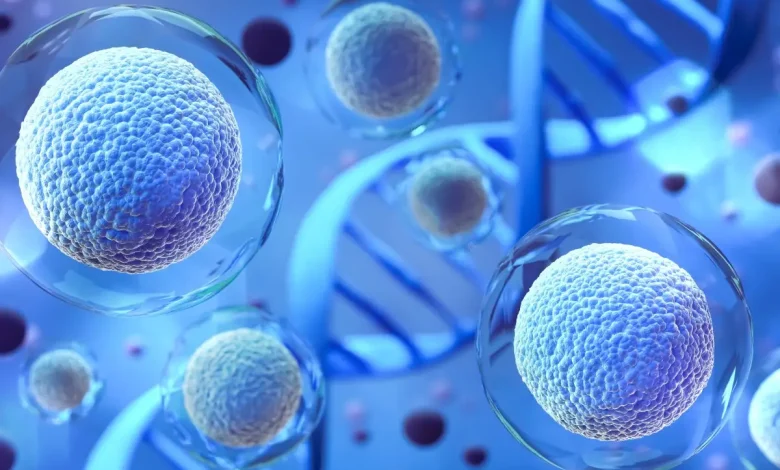 سلول های بنیادی بدن انسان را بازسازی می کنند