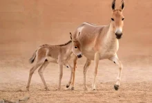 کره‌خر وحشی آسیایی