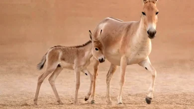 کره‌خر وحشی آسیایی