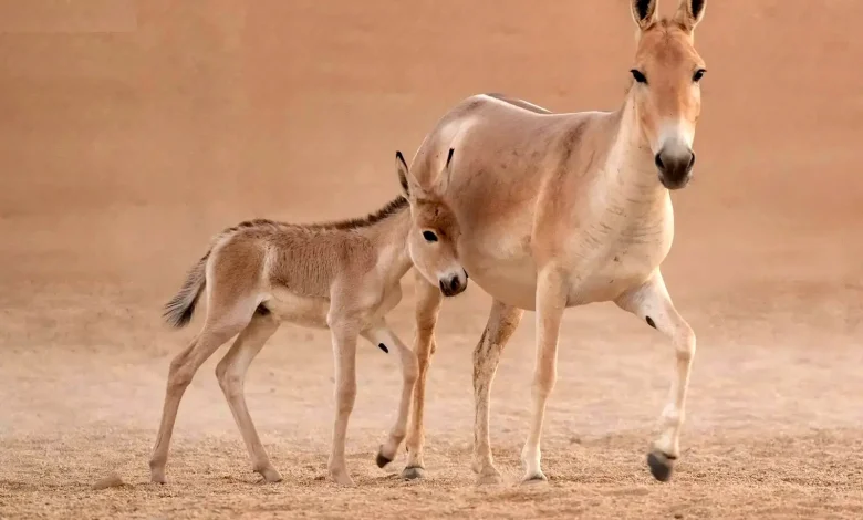 کره‌خر وحشی آسیایی